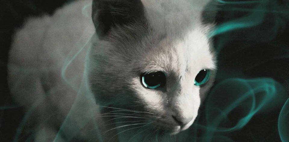 Doctor Sleep cat (Azzie)